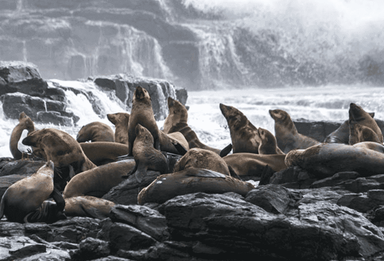 Seals On Rocks