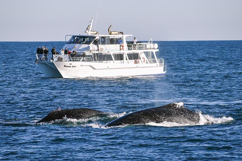 Winter Whale Cruise - Phillip Island