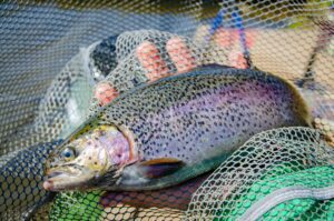 Trout in net
