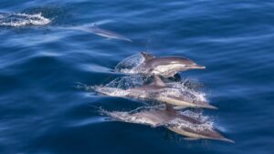 Pod Of Dolphins