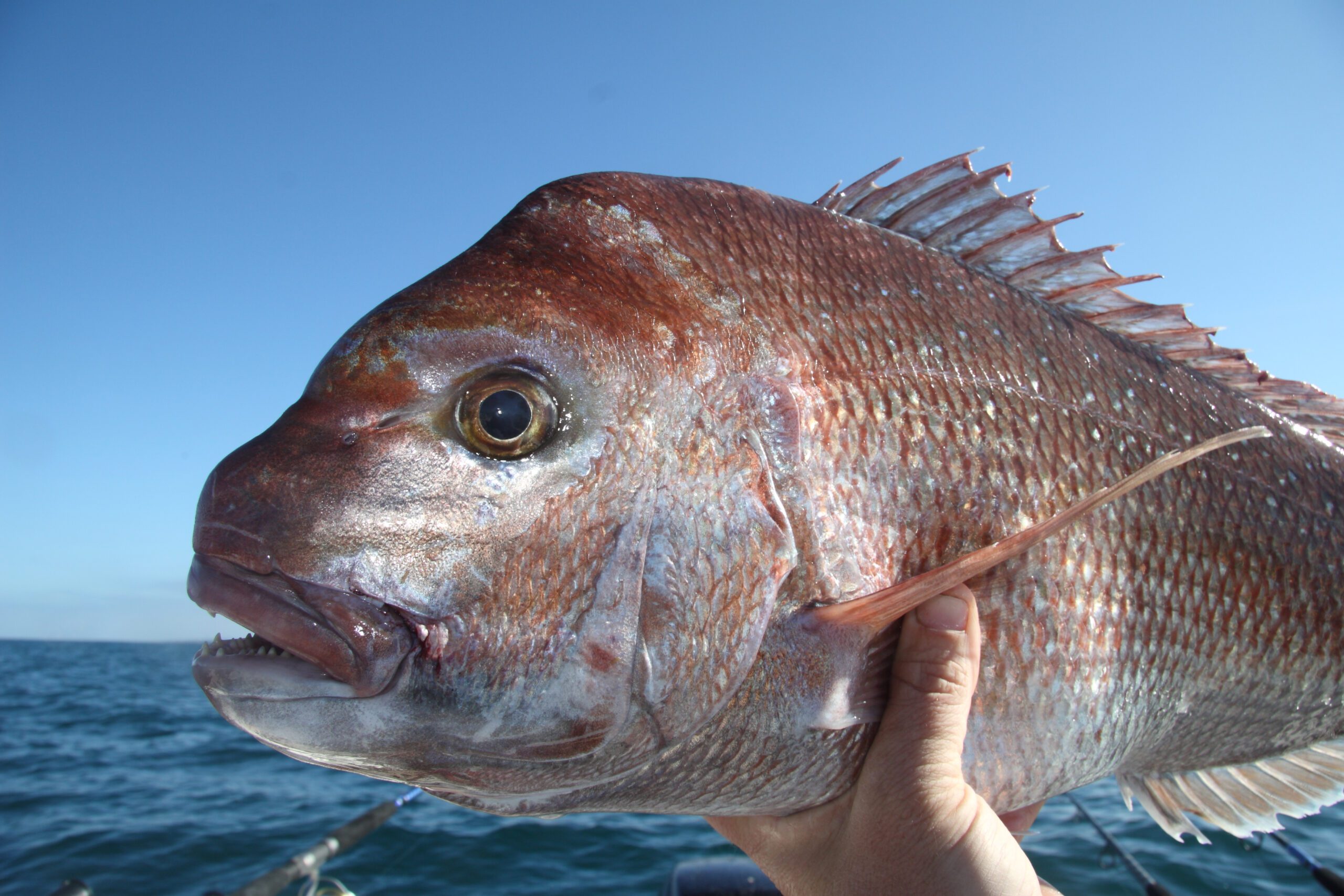 Snapper Port Phillip Bay Fishing Charters