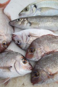 Snapper & whiting fish