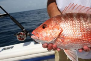 Snapper fish